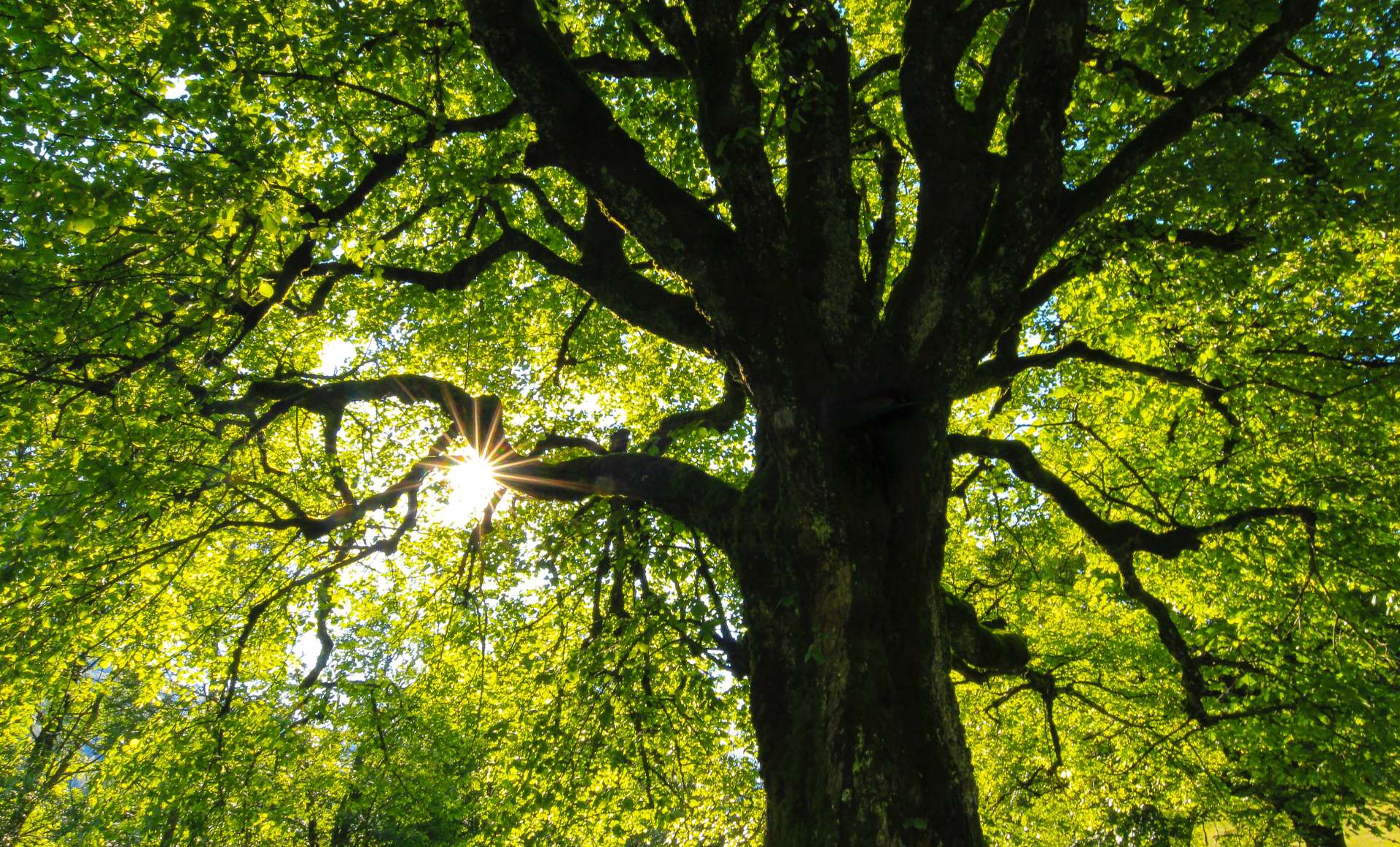 Sun shining through tree branches