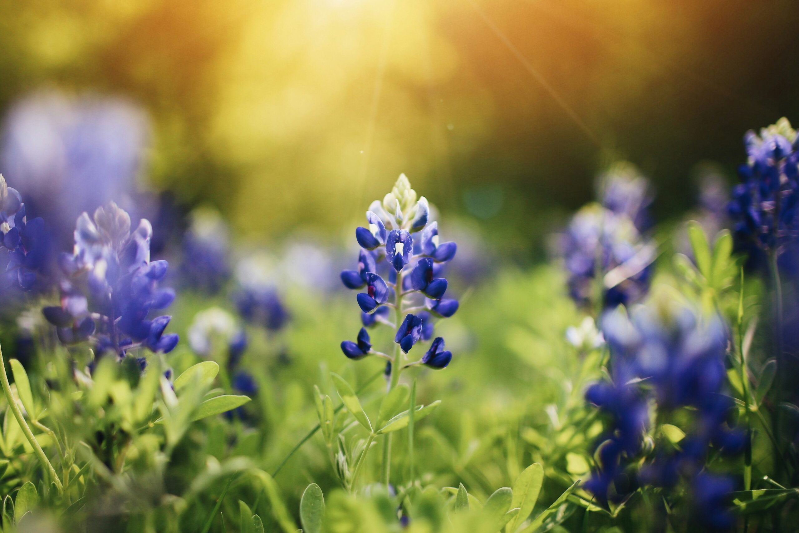 Fallon michael m20p5ycng6c unsplash scaled