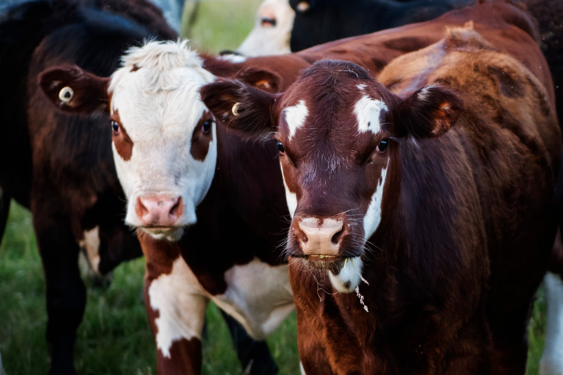 Two brown and white cows