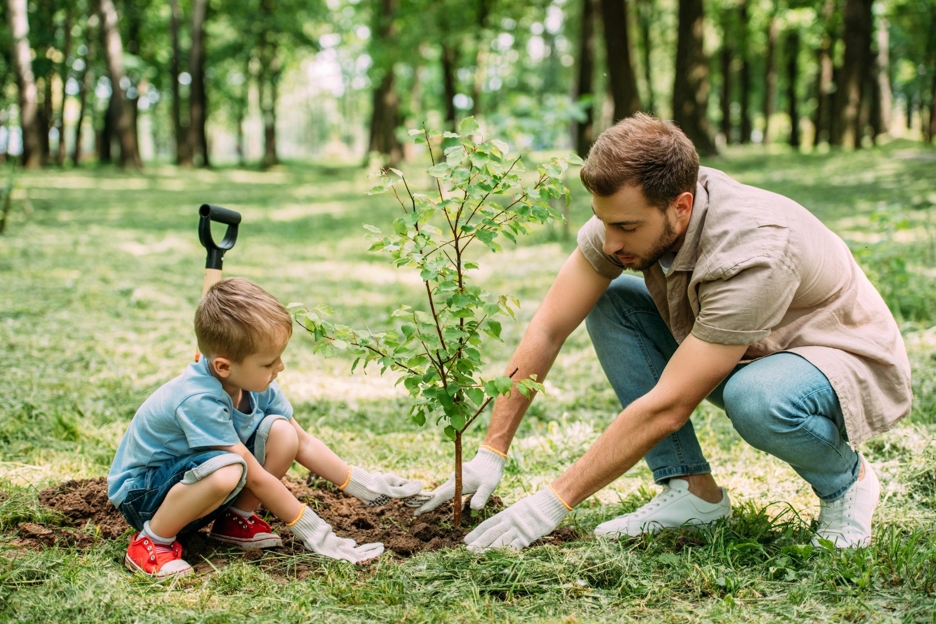 Dad and son planting a young tree